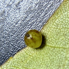 Caryomyia leviglobus