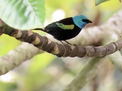 Stilpnia cyanicollis