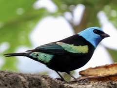 Stilpnia cyanicollis