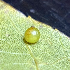 Caryomyia leviglobus