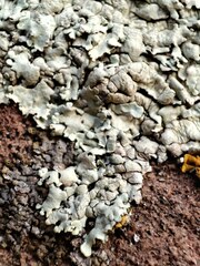 Xanthoparmelia tinctina