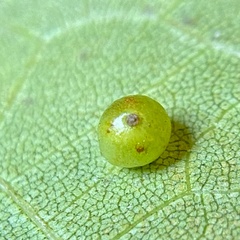 Caryomyia leviglobus