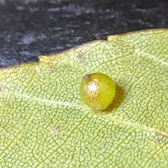 Caryomyia leviglobus