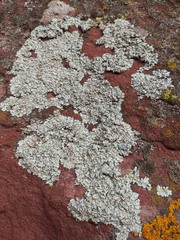 Xanthoparmelia tinctina