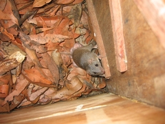 Antechinus stuartii
