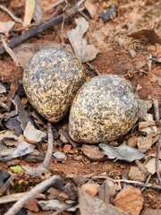 Elseyornis melanops