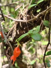 Sarmienta scandens
