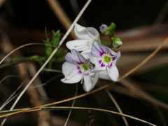 Veronica lanceolata