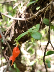 Sarmienta scandens