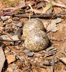 Elseyornis melanops