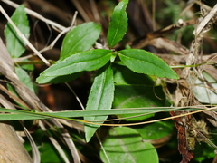 Veronica lanceolata