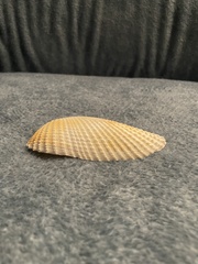 Cyrtopleura costata