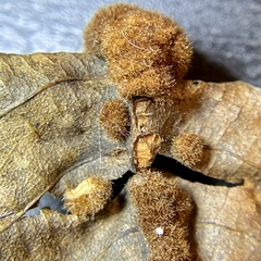 Caryomyia aggregata