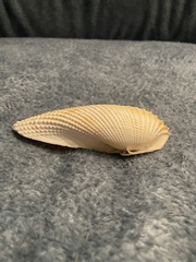Cyrtopleura costata