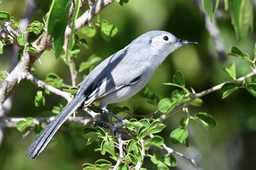 Cuban Gnatcatcher (Polioptila lembeyei), photo 7