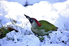 Picus viridis