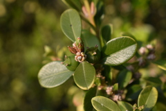 Buxus microphylla