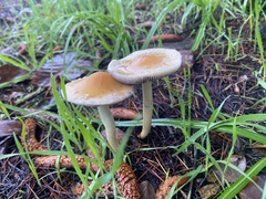 Leratiomyces percevalii