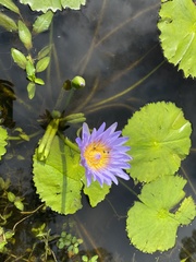 Nymphaea nouchali
