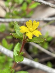 Hibbertia empetrifolia
