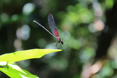 Hetaerina rosea