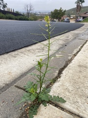 Sisymbrium erysimoides