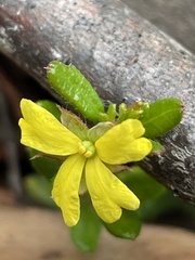 Hibbertia empetrifolia