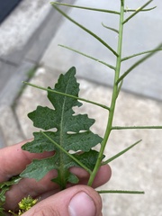 Sisymbrium erysimoides