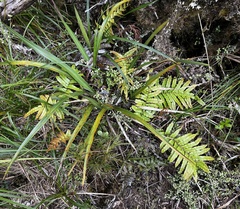Blechnum montanum