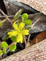 Hibbertia empetrifolia