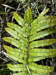 Blechnum montanum