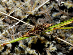 Carex devia