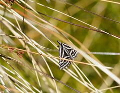 Dichromodes confluaria