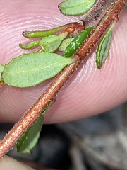 Hibbertia empetrifolia