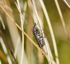 Dichromodes confluaria