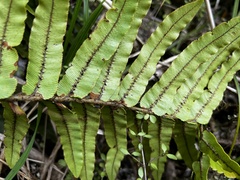 Blechnum montanum