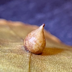 Caryomyia caryaecola