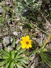 Bidens andicola