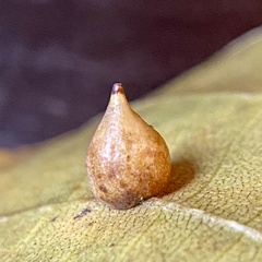 Caryomyia caryaecola