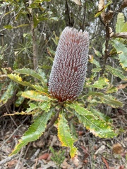 Banksia serrata