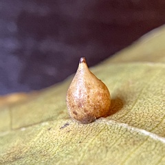 Caryomyia caryaecola