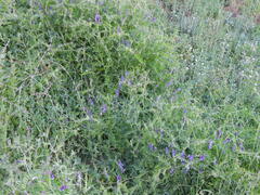 Vicia villosa