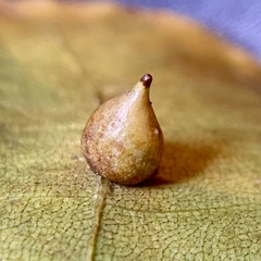 Caryomyia caryaecola