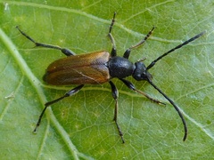 Pseudovadonia livida