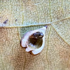 Caryomyia caryaecola