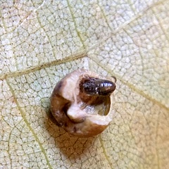 Caryomyia caryaecola