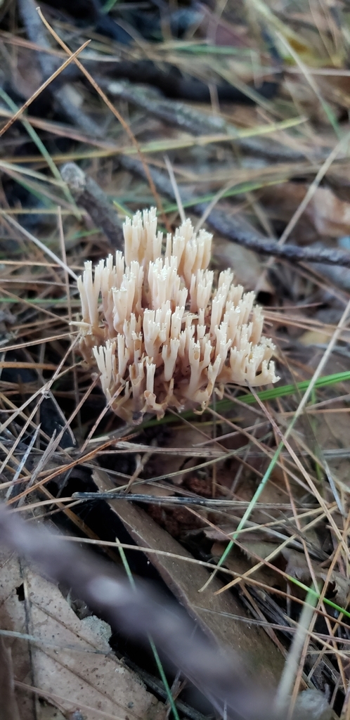 Ramaria sp. 'IN11'