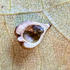 Caryomyia caryaecola