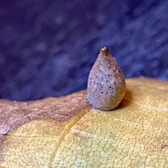 Caryomyia caryaecola