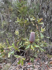Banksia serrata